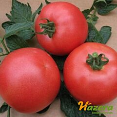 ВП 1 F1 / VP 1 F1 - насіння томата (помідора), Hazera