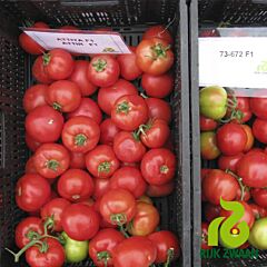 АЛАМИНА F1 / ALAMINA F1 - семена томата (помидора), Rijk Zwaan