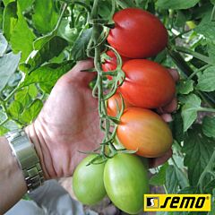 БЛУМКО F1 / BLUMKO F1 - семена томата (помидора), Semo
