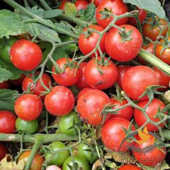 ДРЕДД F1 / DREDD F1 - насіння томата (помідора), Lark Seeds
