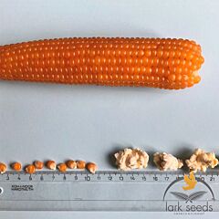 ЭСТРЕЛЛА F1 / ESTRELLA F1 - кукуруза на попкорн, Lark Seeds