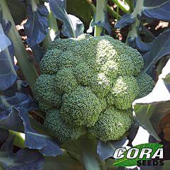 САМОА F1 / SAMOA F1 - насіння капусти броколі, Cora Seeds