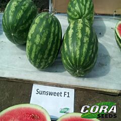 САНСВІТ F1 / SUNSWEET F1 - насіння кавуна, Cora Seeds