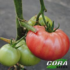 МАЛІНКА СТАР F1 / MALINKA STAR F1 - насіння томата (помідора), Cora Seeds