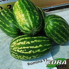 РОМІНА F1 / ROMINA F1 - насіння кавуна, Cora Seeds