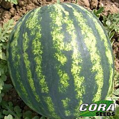 БОНД F1 / BOND F1 - насіння кавуна, Cora Seeds
