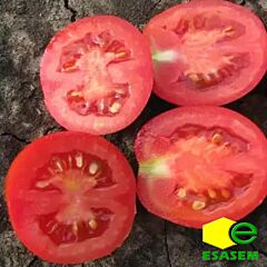 КАЛИЕНДО F1 / KALIENDO F1 - семена томата (помидора), Esasem