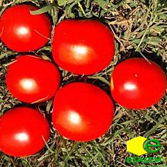 КВИКФАЕР F1 / KVIKFAER F1 - семена томата (помидора), Esasem