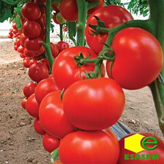 ЧЕРОКІ F1 / CHEROKI F1 - насіння томата (помідора), Esasem