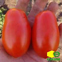 ГЛАДИС F1 / GLADIS F1 - семена томата (помидора), Esasem