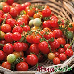 ШАРМАНТ F1 / SHARMANT F1 - насіння томата (помідора), Moravoseed