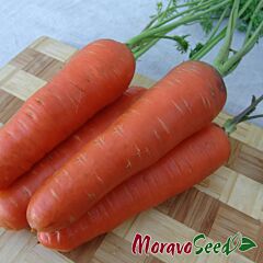 ХАРИЗМА F1 / KHARIZMA F1 - семена моркови, Moravoseed
