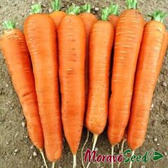АФАЛОН F1 / AFALON F1 - насіння моркви, Moravoseed