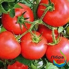 СОРРЕНТО F1 / SORRENTO F1 - насіння томата (помідора), LibraSeeds (Erste Zaden)