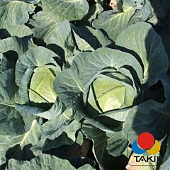 ОТМ КИНГ F1 / OTM KING F1 - семена белокачанной капусты, Takii Seeds