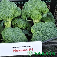 НЕКСОС F1 / NEXOS F1 - насіння капусти броколі, Sakata