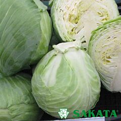 КОРОНЕТ F1 / KORONET F1 - насіння білоголової капусти, Sakata