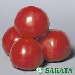 ПИНК ПАРАДАЙЗ F1 / PINK PARADISE F1 - семена томата (помидора), Sakata