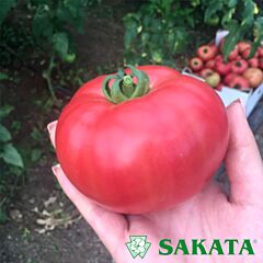 ПИНК ИМПРЕШН F1 / PINK IMPRESHN F1 - семена томата (помидора), Sakata