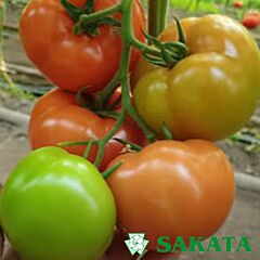 АДРІАТИКА F1 / ADRIATIKA F1 - насіння томата (помідора), Sakata