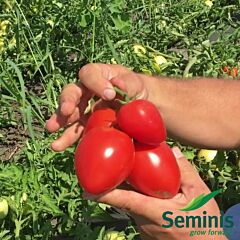 ВЕЛОЗ F1 / VELOZ F1 - семена томата (помидора), Seminis