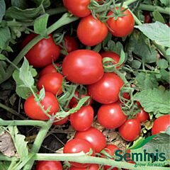ПЕРФЕКТПІЛ F1 / PERFECTPEEL F1 - насіння томата (помідора), Seminis