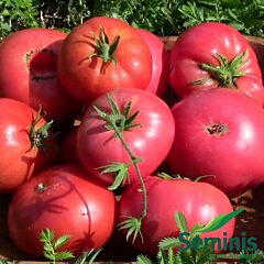 РОЗАЛИЗА F1 / ROSALIESA F1 - семена томата (помидора), Seminis
