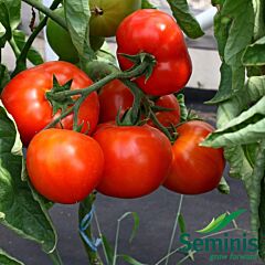 ДЕБЮТ F1 / DEBUT F1 - насіння томата (помідора), Seminis