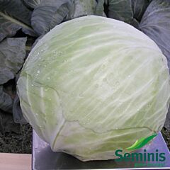 ГАЛАКСИ F1 / GALAXY F1 - семена белокачанной капусты, Seminis