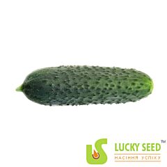 ДЖУНІОР F1 / JUNIOR F1 - насіння огірка, Lucky Seed