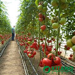 КС 240 F1 / KS 240 F1 - насіння томата (помідора), Kitano Seeds