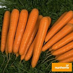 ЛАГУНА F1 / LAGUNA F1 - семена моркови, Nunhems