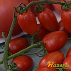 ЛЮСИ ПЛЮС F1 / LIUSI PLIUS F1 - семена томата (помидора), Hazera