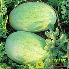 LS 1803 F1 - насіння кавуна, Lucky Seed