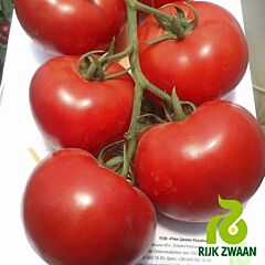 МАХІТОС F1 / MAHITOS F1 - насіння томата (помідор), Rijk Zwaan