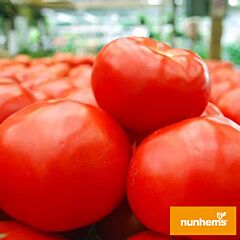 МАЙСАЛУН F1 / MAYSALUN F1 - семена томата (помидора), Nunhems