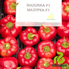 МАЗУРКА F1 / MAZURKA F1 - насіння перцю, Rijk Zwaan