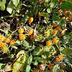 МИНИКИН F1 / MINIKIN F1 - семена томата (помидора), Lark Seeds