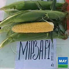 МІРЗА F1 / MIRZA F1 - насіння цукрової кукурудзи, May Seeds
