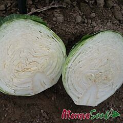 ГОЛТ / GOLT - насіння білоголової капусти, Moravoseed