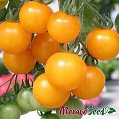 РОМУС / ROMUS - насіння томата (помідора), Moravoseed