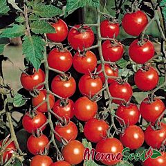 ІДІЛ / IDIL - насіння томата (помідора), Moravoseed