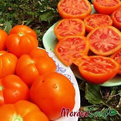 ЗЛАТАВА / ZLATAVA - семена томата (помидора), Moravoseed
