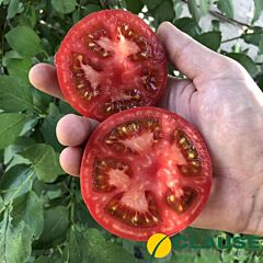 ТАЙПІНК F1 / TAIPINK F1 - насіння томату, Enza Zaden