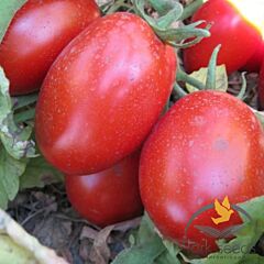 САННІ F1 / SANNI F1 - насіння томата (помідора), Lark Seeds