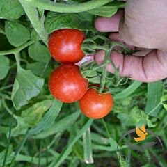 СТАРСКРІМ F1 / STARSKRIM F1 - насіння томата (помідора), Lark Seeds