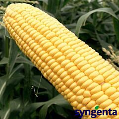 СТРОНГСТАР F1 / STRONGSTAR F1 - насіння цукрової кукурудзи, Syngenta
