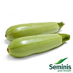 СВ 8575 F1 / SV 8575 F1 - семена кабачка, Seminis