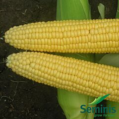 ТРОФІ F1 / TROPHY F1 - насіння цукрової кукурудзи, Seminis