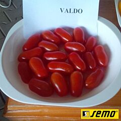 ВАЛДО F1 / VALDO F1 - семена томата (помидора), Semo